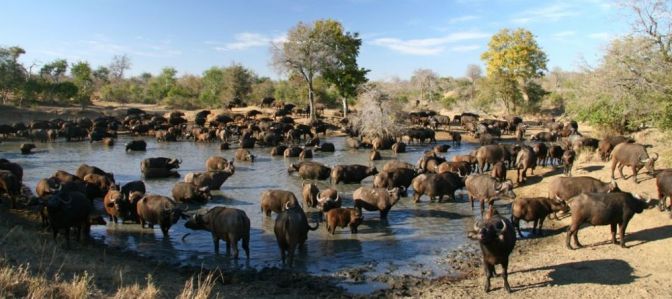 wildebeest_at_watering_hole